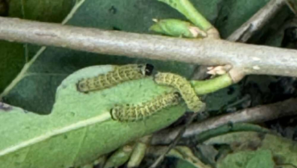 Máme housenčí miminka :)